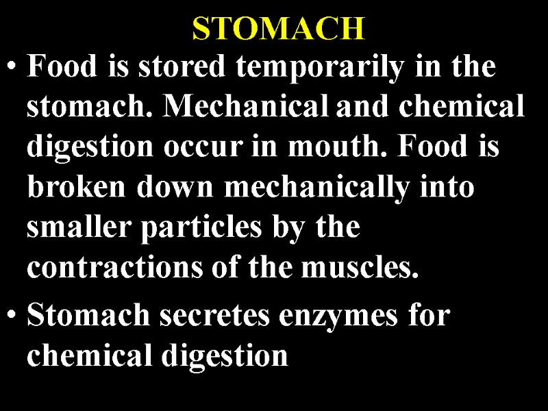 STOMACH Food is stored temporarily in the stomach. Mechanical and chemical digestion occur in